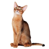 Abyssinian