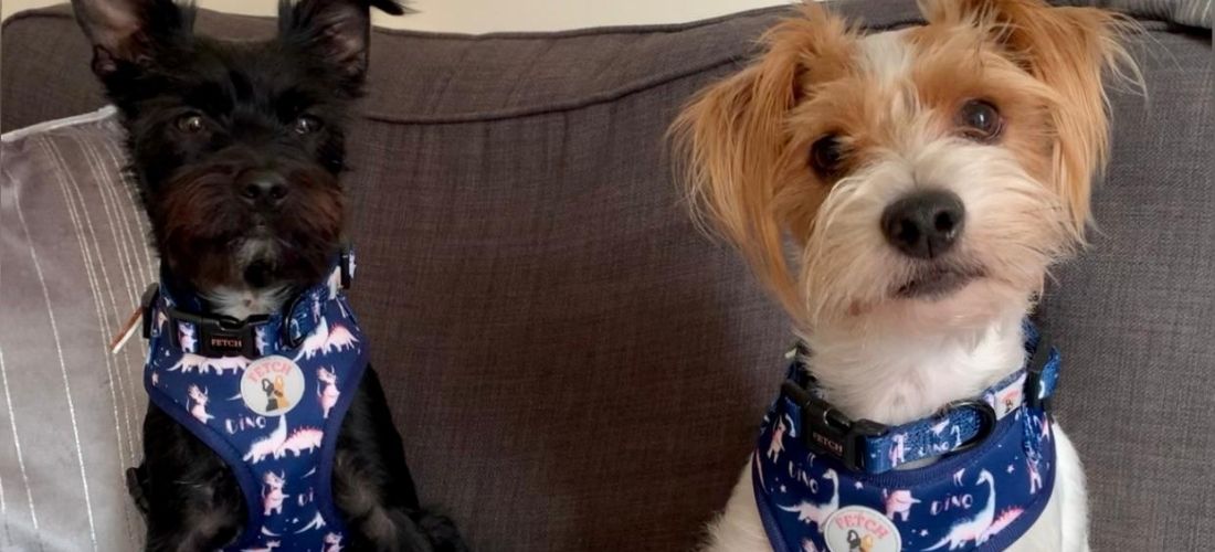 Photo of Buzz Lightyear with owner Larissa's other dog, Woody